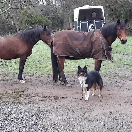 Le Petit Plessis Bed & Breakfast Ruaudin