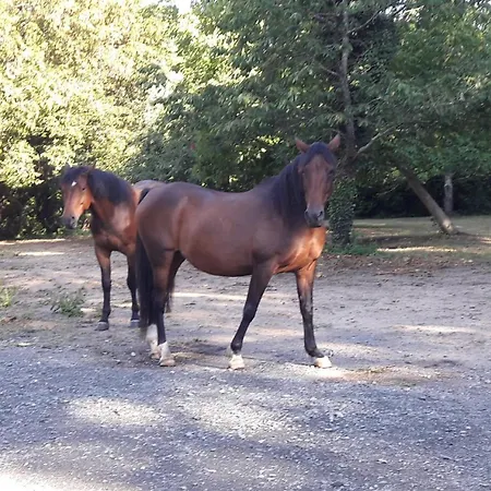 Bed and breakfast Le Petit Plessis