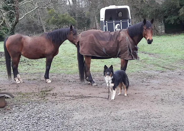 Le Petit Plessis לינה וארוחת בוקר Ruaudin